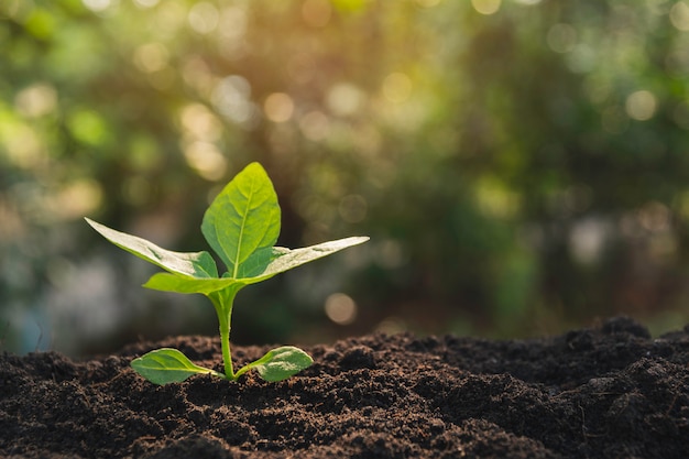 Mudas e plantas crescendo no solo