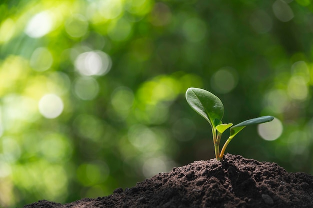 Mudas e plantas crescendo no solo