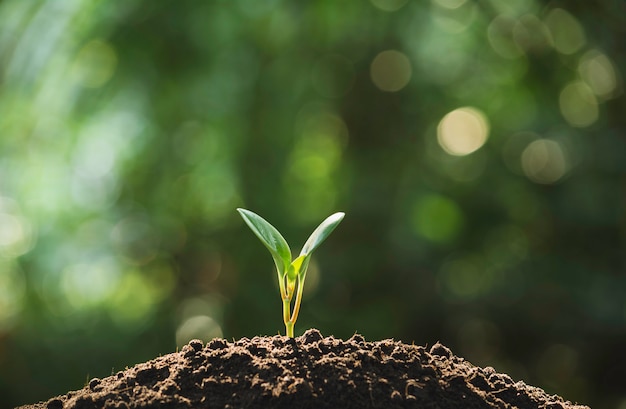 Mudas e plantas que crescem no solo e espaço da cópia