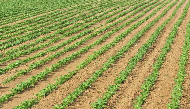 Mudas em linhas que crescem em um campo na primavera