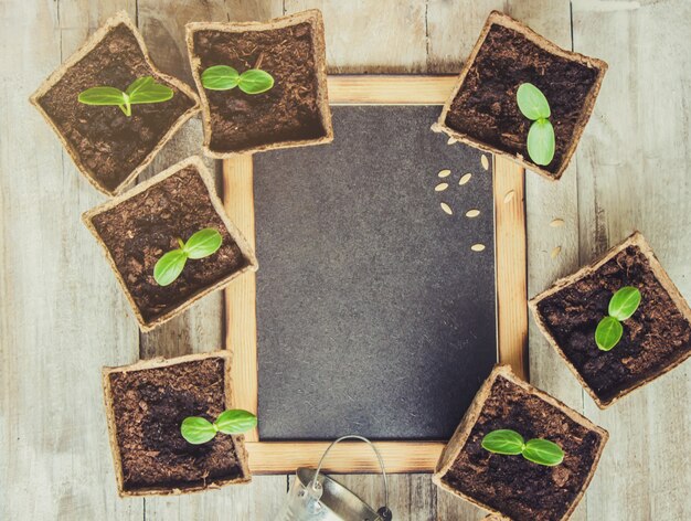 Mudas em xícaras. foco seletivo. plantas da natureza.