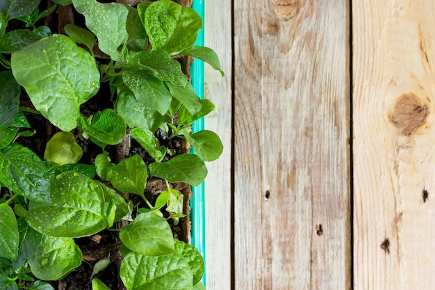 Mudas frescas jovens ficam em um recipiente sobre uma mesa de madeira. cultivo de mudas na estufa. vista do topo.