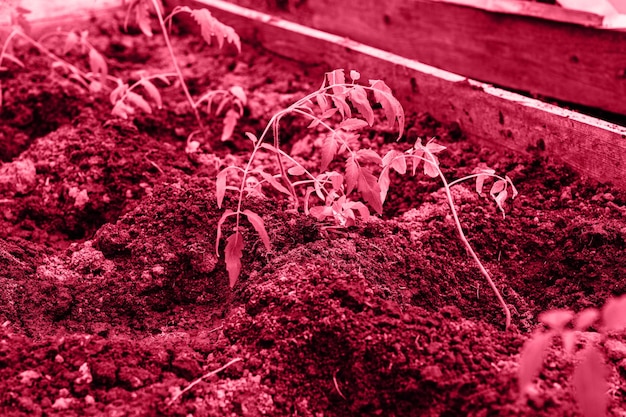 Mudas jovens brotos verdes crescimento de plantas de tomate plantadas na terra do solo em uma pequena estufa em um canteiro de jardim em uma fazenda de herdade de aldeia tonificada em viva cor de tendência magenta do ano 2023