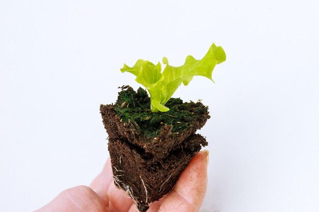 Mudas jovens de alface em mãos sobre um fundo branco antes do plantio na primavera na terra