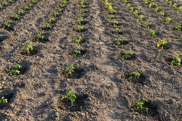 Mudas jovens de campo de batata