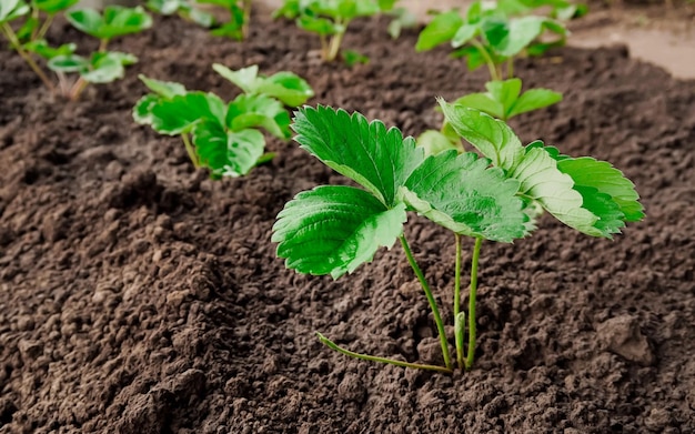 mudas jovens de morango crescem em um conceito de jardinagem e cultivo de morango