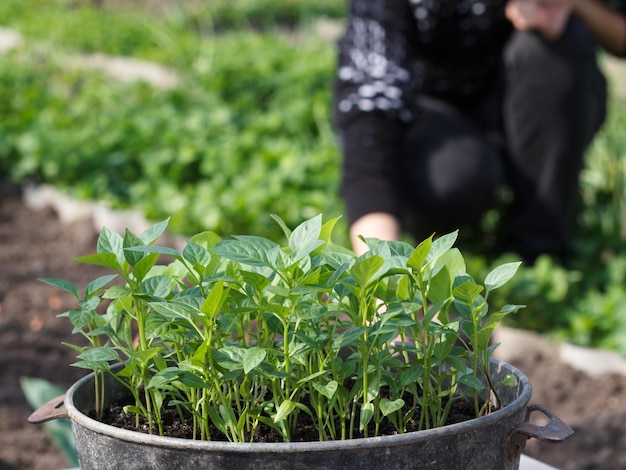 Mudas jovens de pimentão germinado de sementes em tigela de metal velha com agricultor