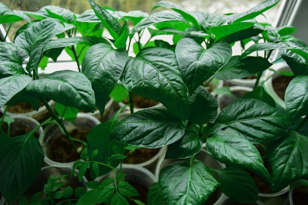 Mudas jovens de pimentão no peitoril da janela Cultivo de brotos de pimentão de sementes de sementes