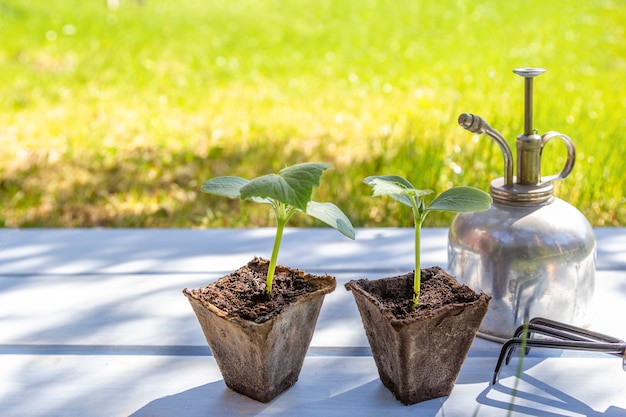 Mudas jovens em vasos de turfa com ferramentas de jardinagem na mesa de madeira