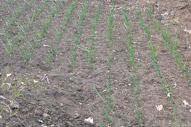 Mudas minúsculas de cebola no jardim germinaram recentemente