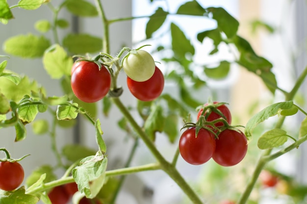 Mudas no peitoril da janela com frutos de tomate maduros