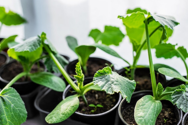 Mudas para plantar abobrinha na janela Natureza de foco seletivo