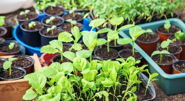 Mudas para plantar plantas de jardim na primavera.