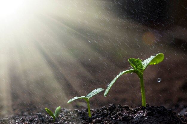 Foto mudas verdes crescendo no chão na chuva