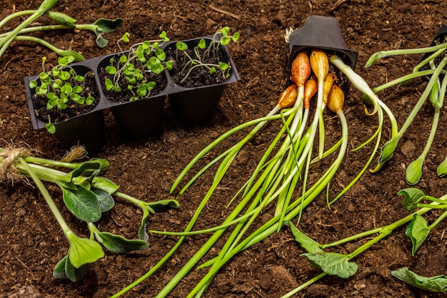 Mudas verdes e ferramentas de jardim no fundo do solo. Pronto para plantar em campo aberto. Conceito de cuidados de plantas