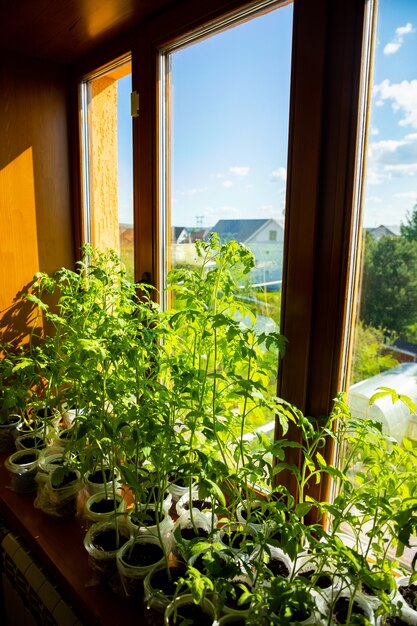 Mudas verdes jovens brotam na bandeja de mudas perto da janela. Plantar sementes crescendo em pequenos vasos na primavera. Plantação de vegetais em casa