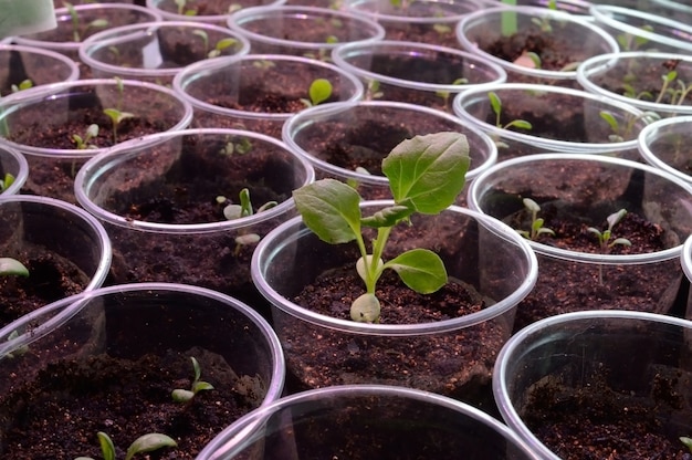 Mudas verdes jovens em copos plásticos com solo.