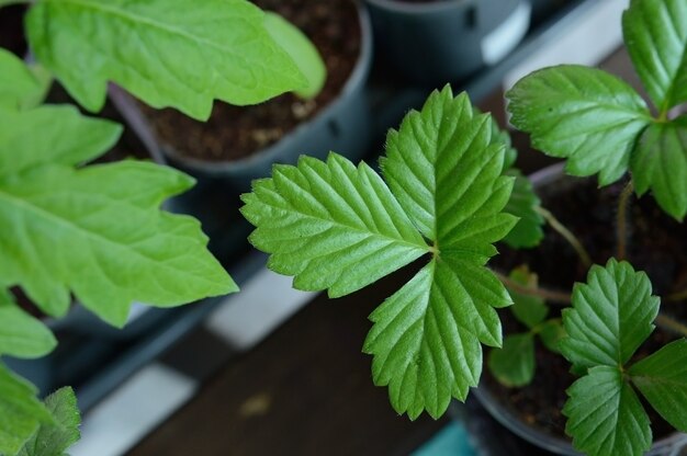 Foto mudas verdes jovens em copos plásticos com solo.