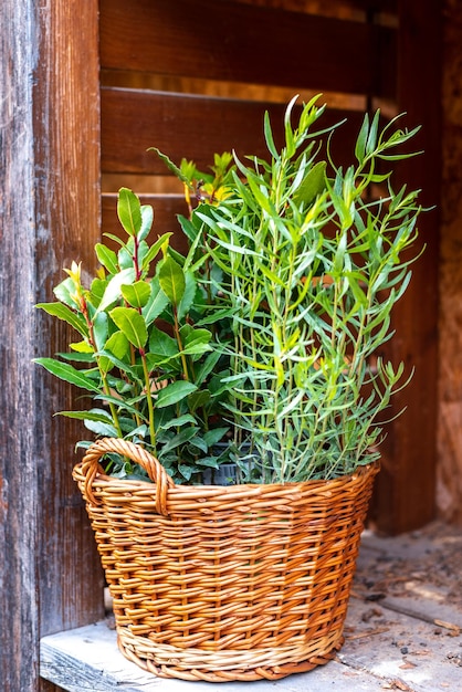 Mudas verdes na cesta Plantas verdes jovens O tema da primavera e da agricultura