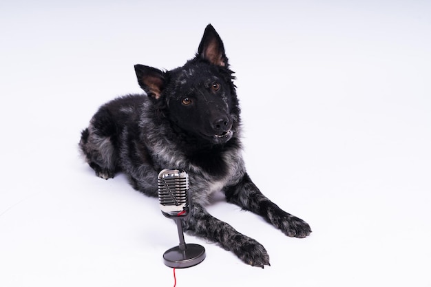 Mudi-Hund mit Mikrofon auf weißem Studiohintergrund