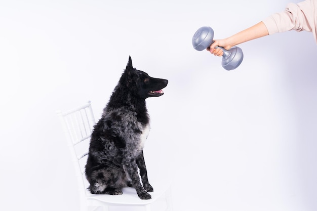 Mudi perro con mano y mancuerna foto de estudio fondo blanco.