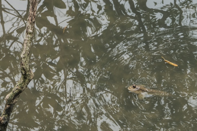 Foto mudskipper está en el agua.