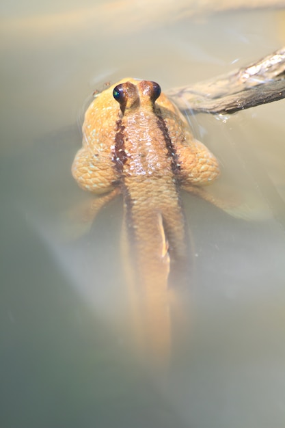 Mudskipper em um manguezal