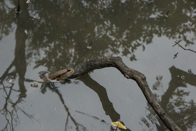 Mudskipper está en el agua.