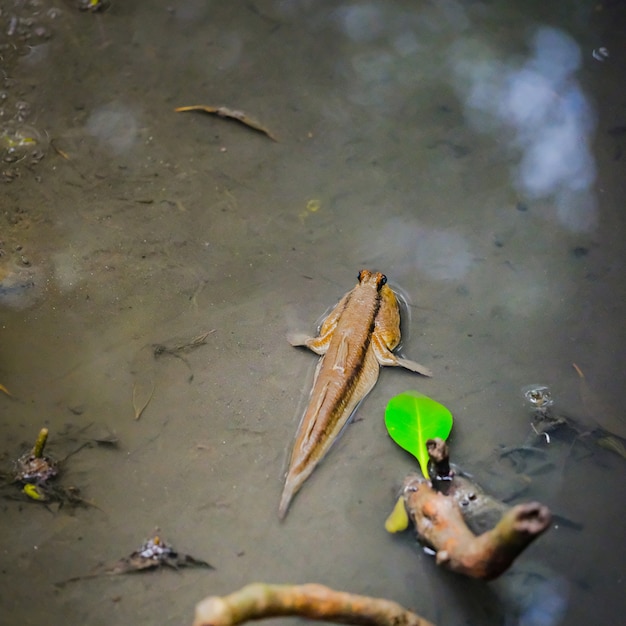 Mudskipper in der Wassernatur am Mangrovenwald