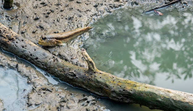 Mudskipper manchado azul (Boleophthalmus boddarti) em lodaçais perto de madeira morta velha