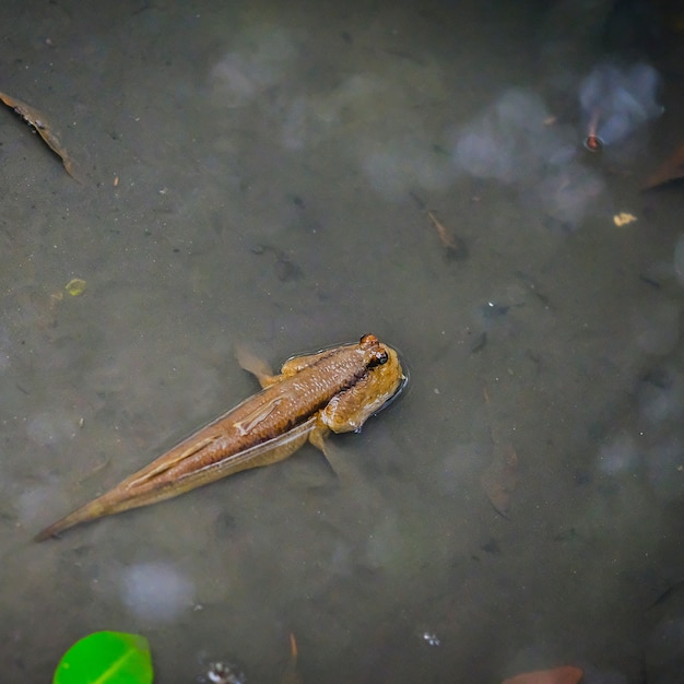 Mudskipper na natureza da água na floresta de mangue