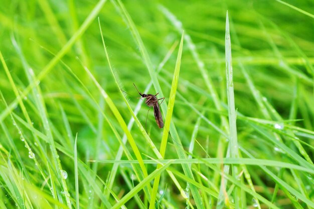 Mücke auf grünem Grasblatt hautnah