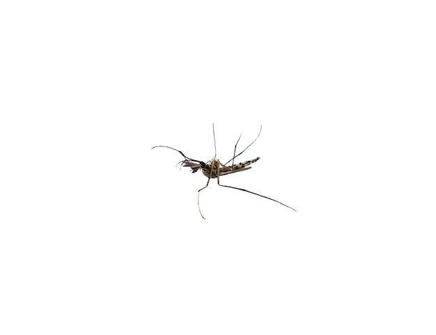 Mückenart Aedes aegyti in Rückenlage