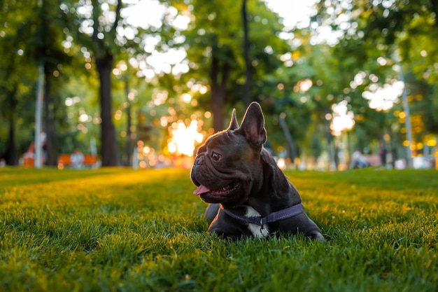 Müde französische Bulldogge leckt und ruht sich im Park auf dem Rasen aus, die Abendsonne scheint von hinten auf ihn
