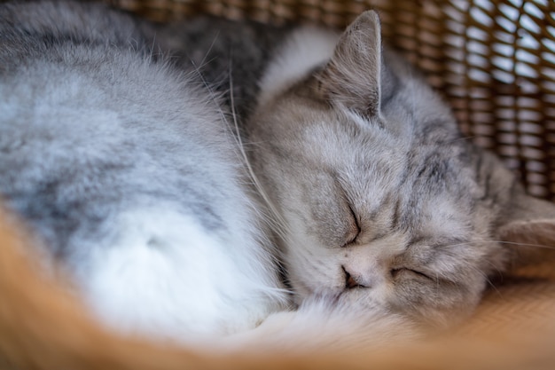 Müde graue Katze, die im Weidenkorb schläft