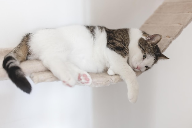 Müde traurige Hauskatze, die auf hängender Seilbrücke für Katzen liegt Gesundheit und Verhalten der Katze