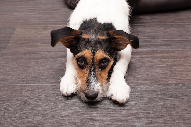 Müder Hund Jack Russell Terrier nach dem Trimmen von Lügen und Fehlschlägen