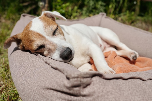 Müder Jack-Russell-Terrier, der nach dem Essen im Hinterhof in einem bequemen Haustierbett ein Nickerchen macht