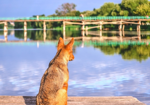 Muelle de espera de perro