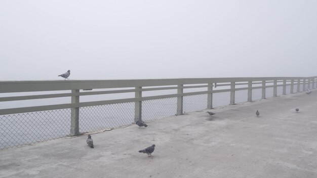 Muelle de madera de la playa del océano en el paseo marítimo brumoso de la niebla en la costa de california de la neblina