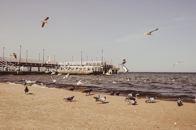 El muelle de molo de Sopot más largo de Europa Mar Báltico y el sol Gaviotas volando en la playa del Mar Báltico Olas en busca de comida Vacaciones de vacaciones