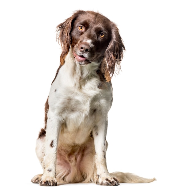 Münsterländerhund, der gegen weißen Hintergrund sitzt