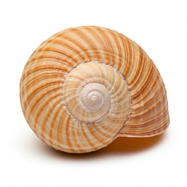 se muestra una concha con una espiral en ella