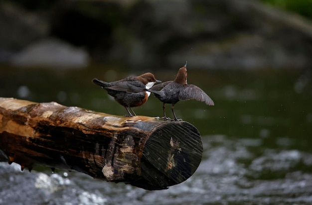 Muestra un dipper en un tronco