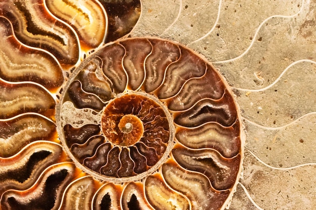 Se muestra una espiral de una concha de nautilus sobre una superficie de piedra.