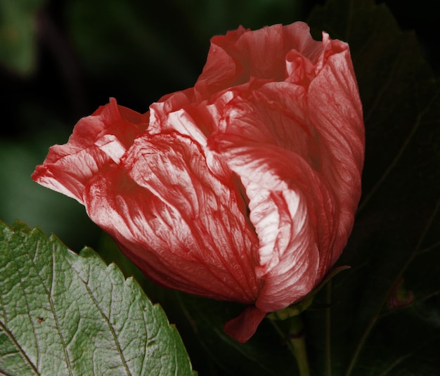 Se muestra una flor roja con bordes blancos.