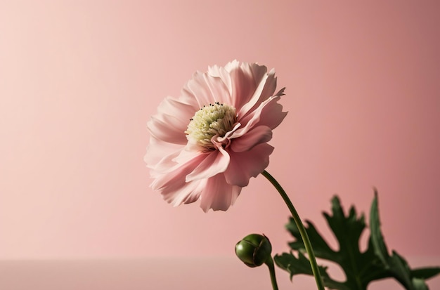 Se muestra una flor rosa con un fondo rosa.