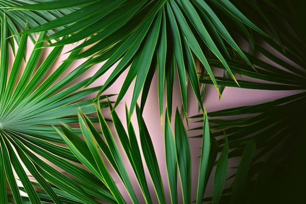 Se muestra una hoja de palma verde sobre un fondo rosa.