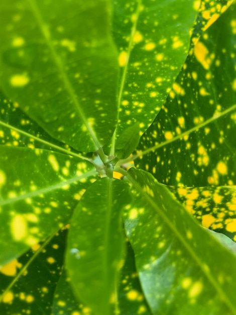 Se muestra una hoja verde con manchas amarillas.