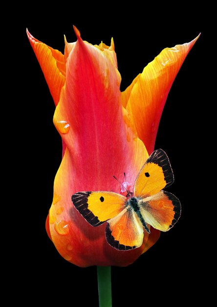 Se muestra una mariposa colorida en una flor.